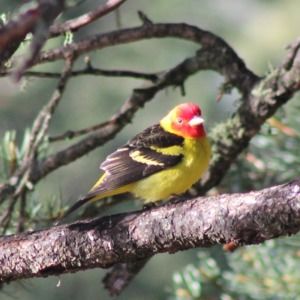 Meet your Posher, Aimee